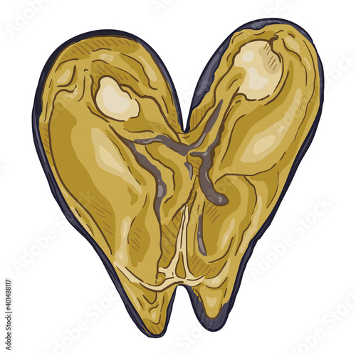 Vector Single Cartoon Mussel Illustration