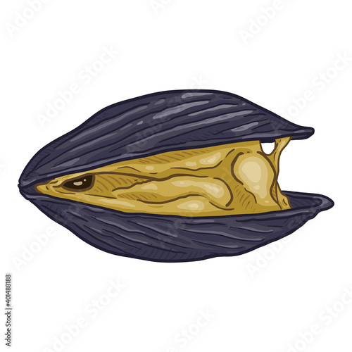 Vector Single Cartoon Mussel Illustration