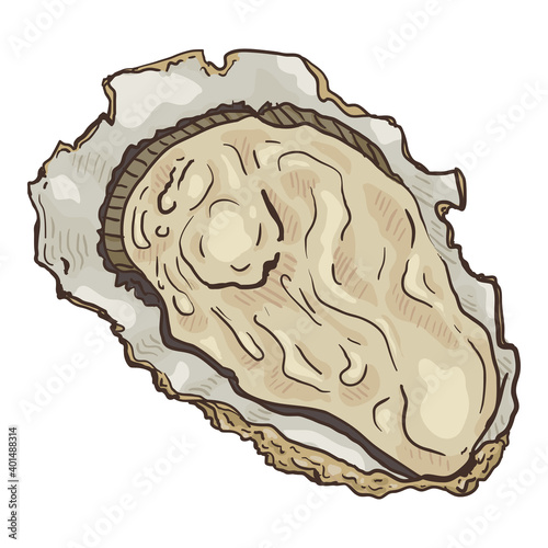 Vector Cartoon Oyster Isolated Illustration.