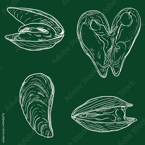 Vector Set of Chalk Mussels. photo