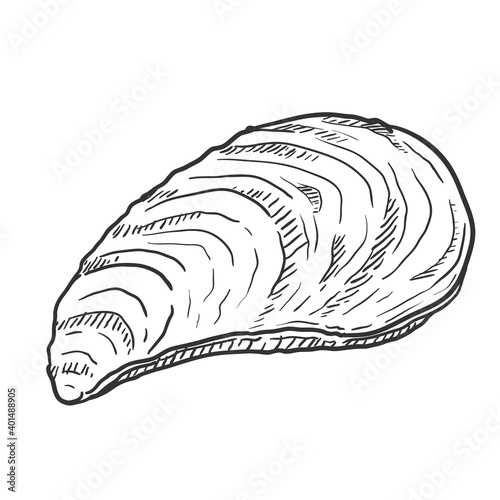 Vector Single Sketch Mussel Illustration
