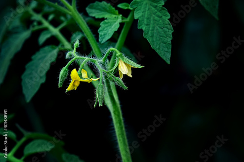 Tomato Flowers