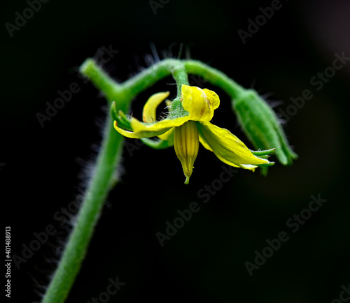 Tomato Flower