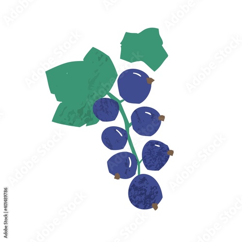 Twig of black currant with green leaves vector flat illustration. Hand drawn natural seasonal edible cassis berry isolated on white background. Branch of fresh garden berries