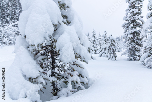 Stunning white wonderland covered boreal forest with spruce  pine trees in winter with snowy snow cover over whole landscape. Frosty trees with white  cloudy sky. 