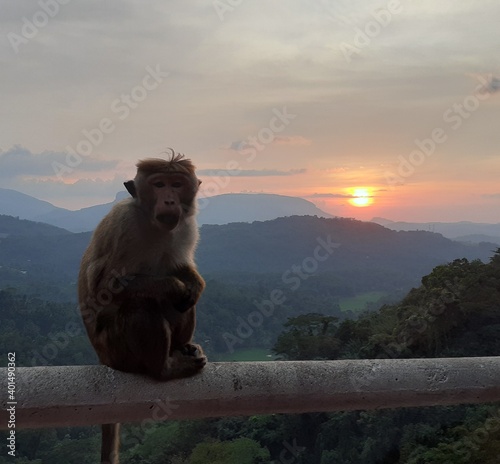 monkey at sunset