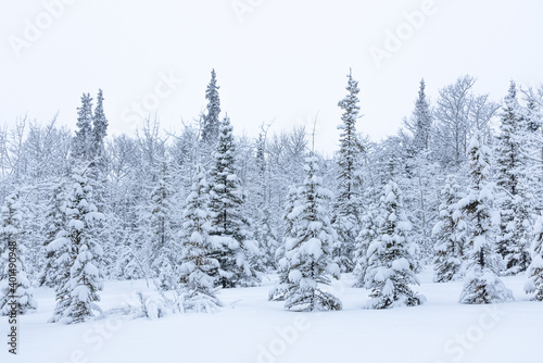 Stunning white covered boreal forest with spruce, pine trees in winter with snowy snow cover over whole landscape. Frosty trees with white, cloudy sky. 