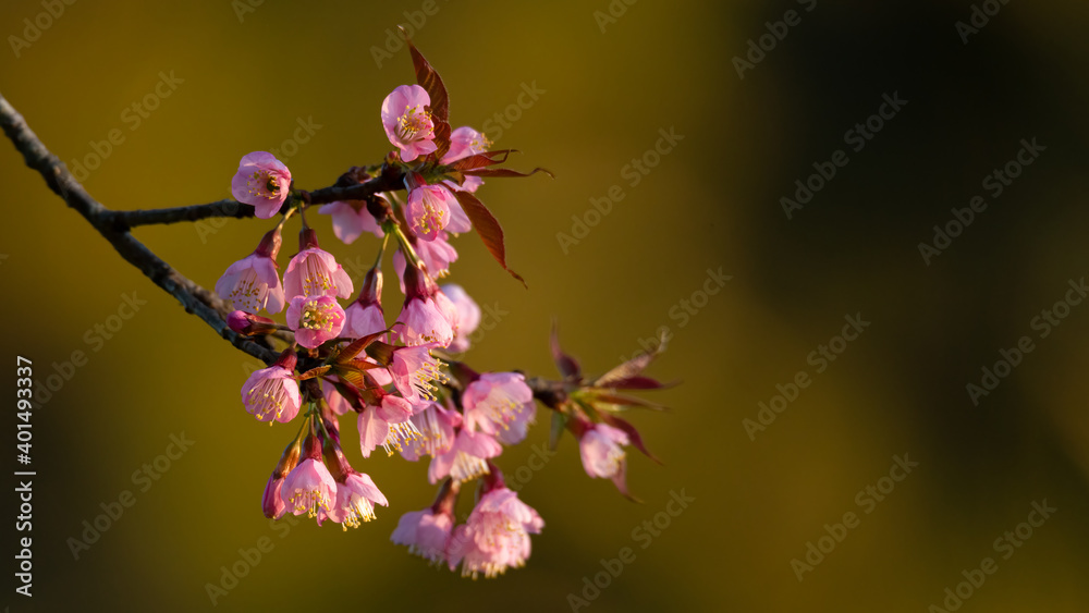 Blossom pink wild himalayan cherry blooming on highland in Chiang Mai, north of Thailand Blossom pink wild himalayan cherry blooming on highland in Chiang Mai, north of Thailand