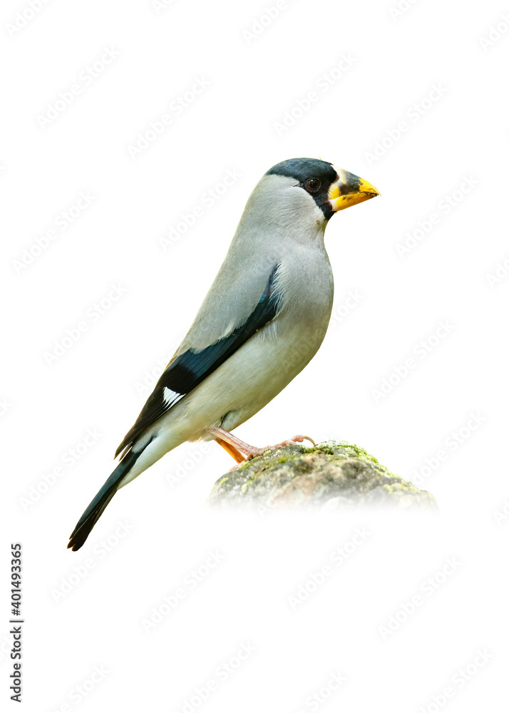 Fototapeta premium Japanese Grosbeak perching on a rock isolated on white background
