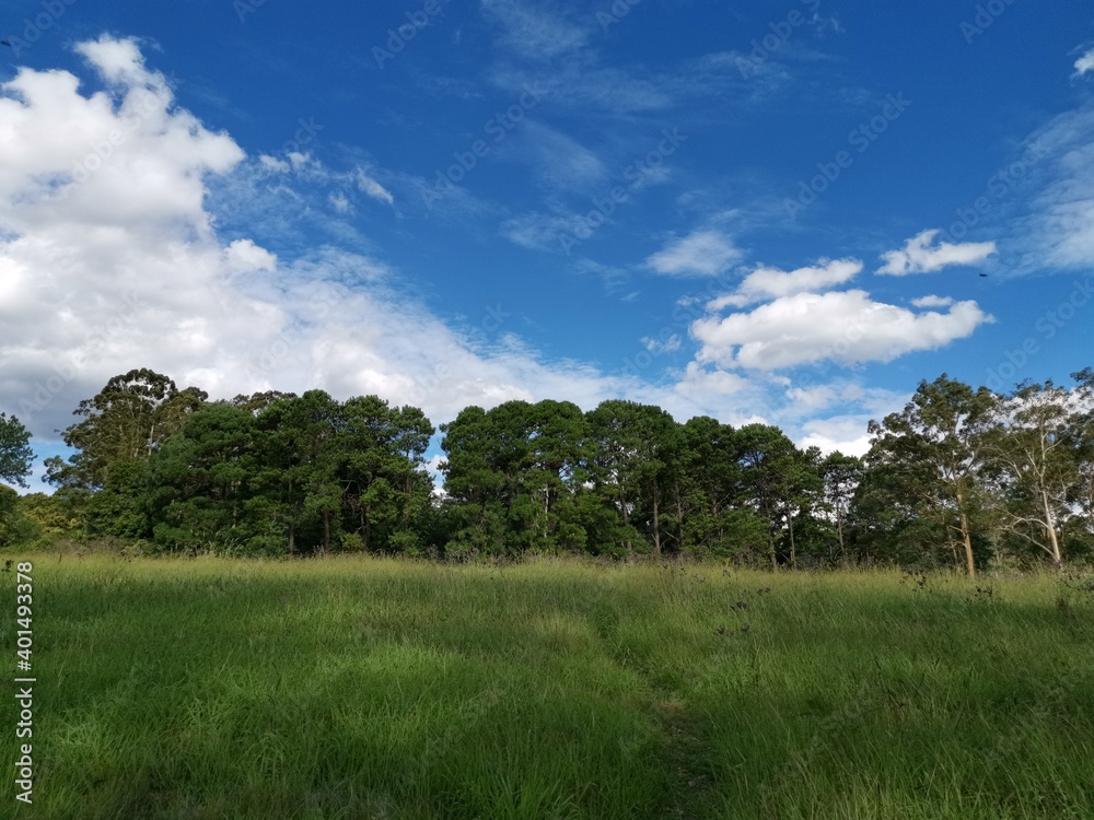 Beautiful view of a park with green grass and tall trees and deep blue sky with light clouds in the background, Heritage park, Castle Hill, Sydney, New South Wales, Australia Beautiful view of a park with green grass and tall trees and deep blue sky with light clouds in the background, Heritage park, Castle Hill, Sydney, New South Wales, Australia