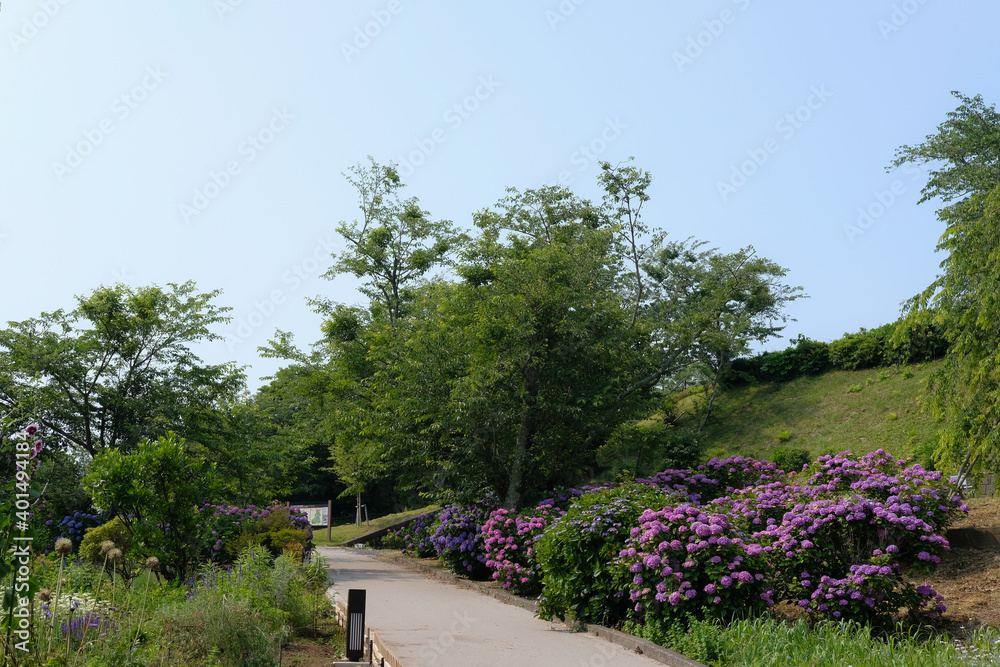 紫陽花 紫陽花