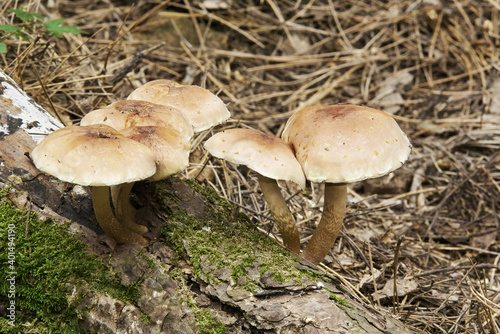 armillaria mellea mushrooms