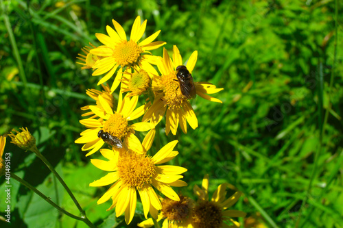 two flies on yellow flower with green grass in the background