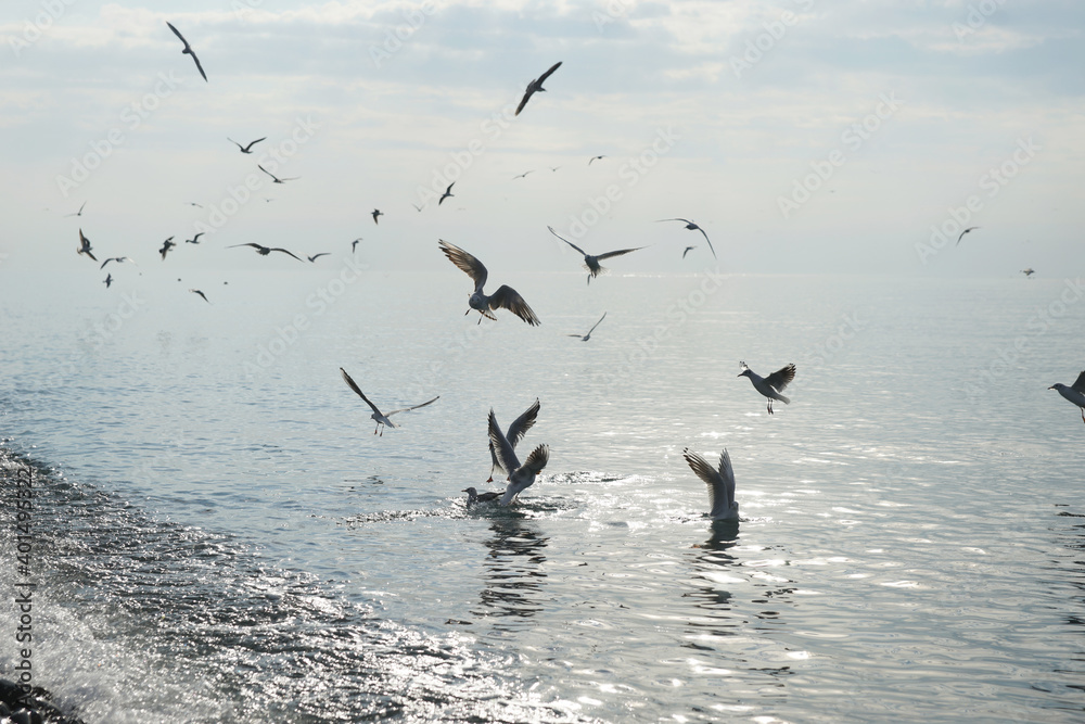 Seagulls over water in the Black Sea in Adler.