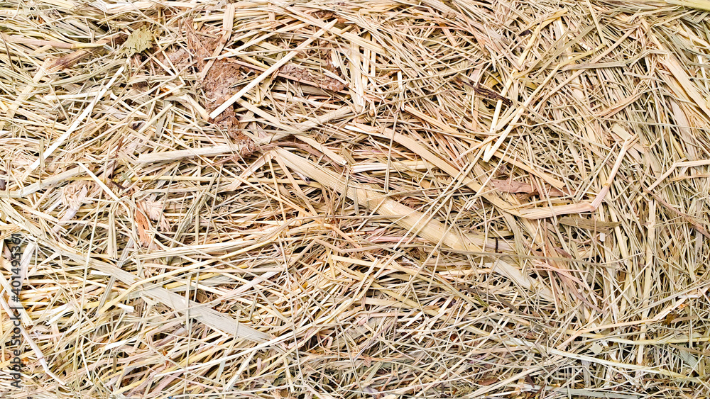 hay texture background, top view