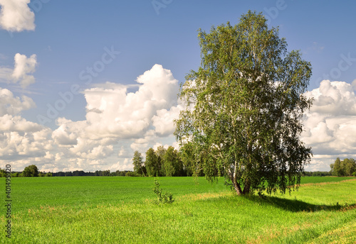Birch on a green field