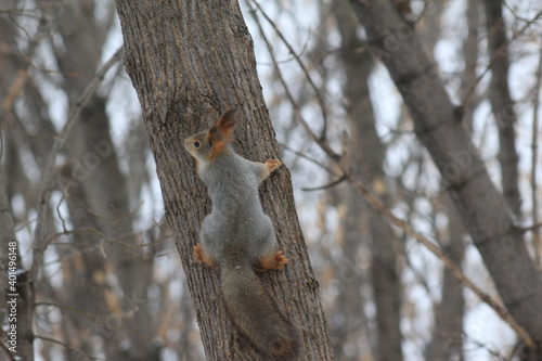 squirrels in the Park in winter