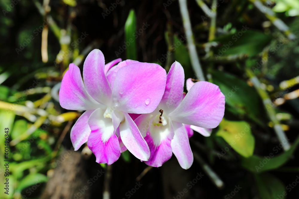 Closeup Pink orchid flowers in the garden Closeup Pink orchid flowers in the garden