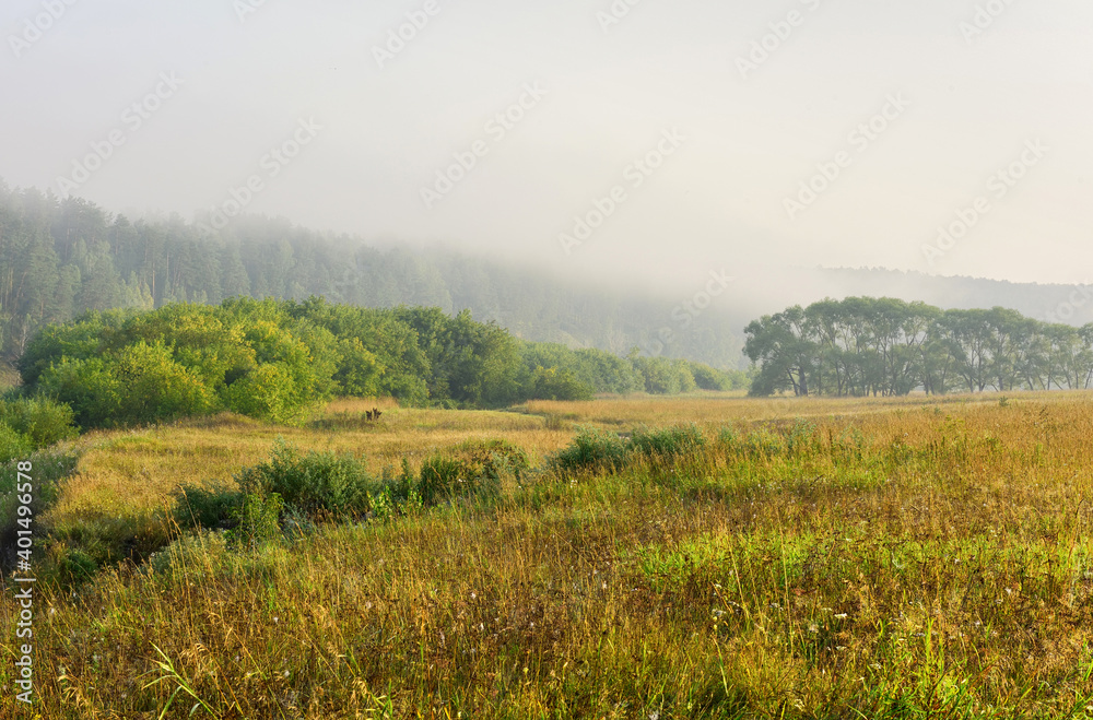 Grass in the field in the morning Grass in the field in the morning