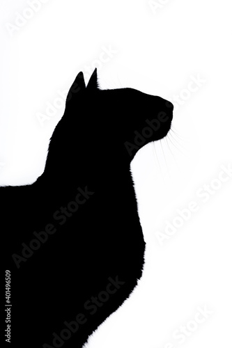 Black Contour of a Oriental cat isolated on white background photo