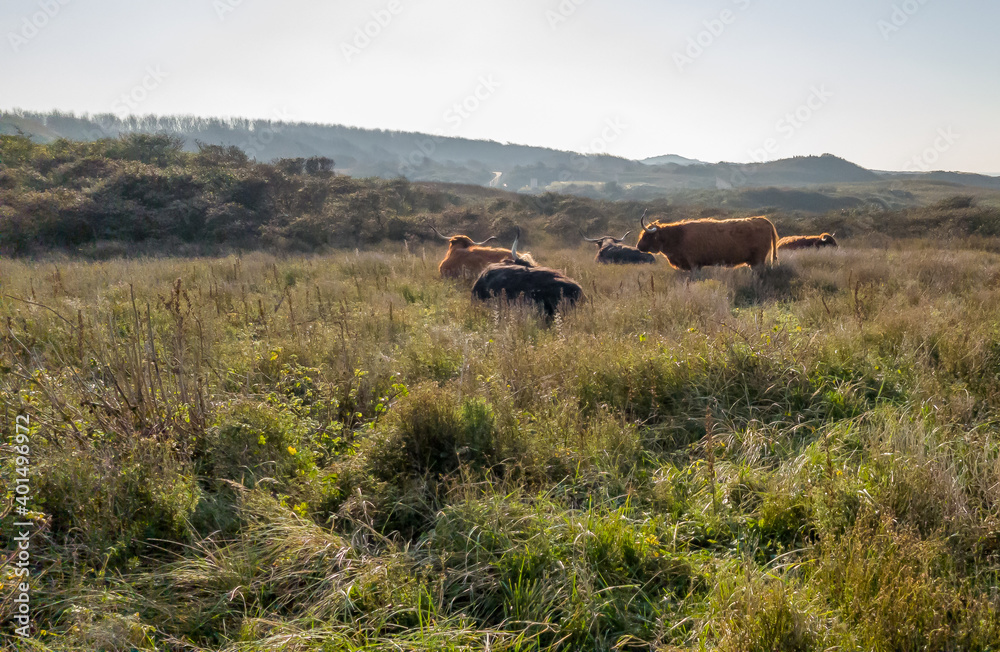 Grazing and ruminating longhorns in the Dunes of Scheveningen Grazing and ruminating longhorns in the Dunes of Scheveningen