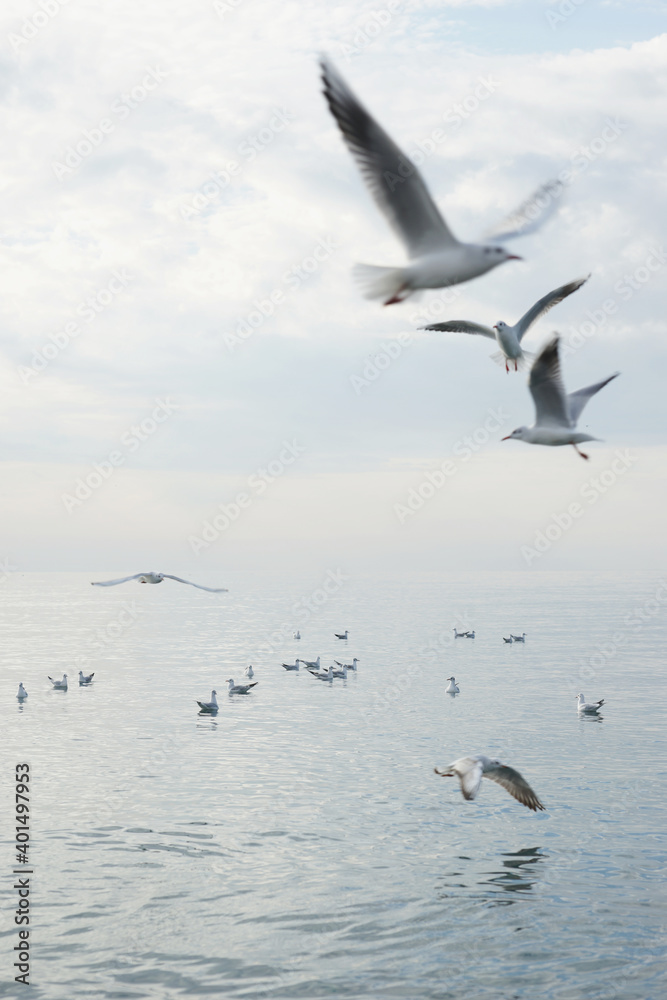 Obraz premium Seagulls over water in the Black Sea in Adler.