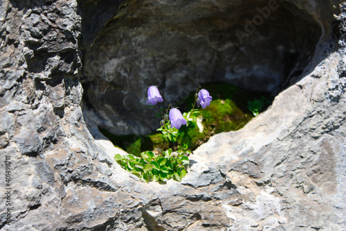 Beautiful purple bell flowers Campanula alpina Jacq, Alpine bell in the switzerland alps photo