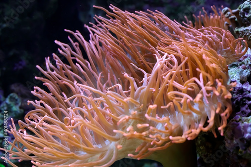 Aquarium red anemone