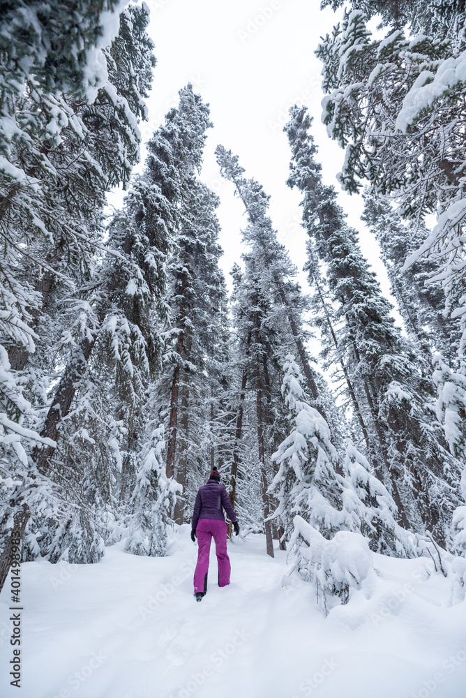 Woman walking through snow covered woods, trees in winter time with huge amount of snowy whiteness surrounding person in deep, wilderness woods. Wearing pink and purple colors jacket, ski gear, warm 