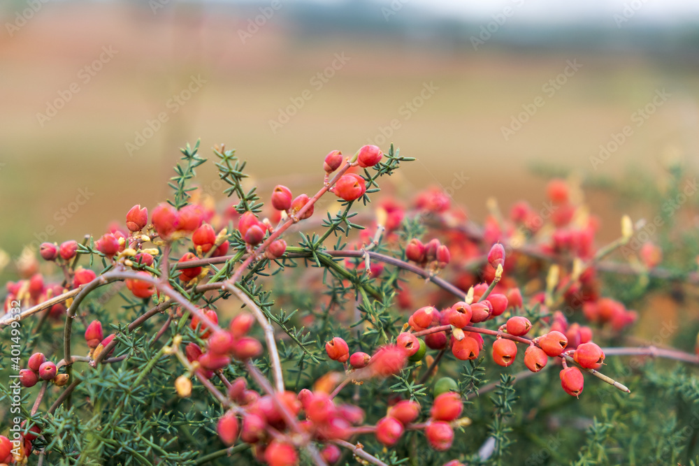 Obraz premium berries