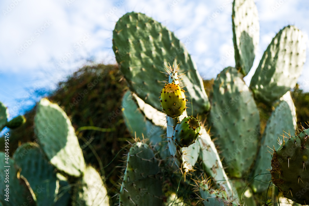 cactus in desert cactus in desert