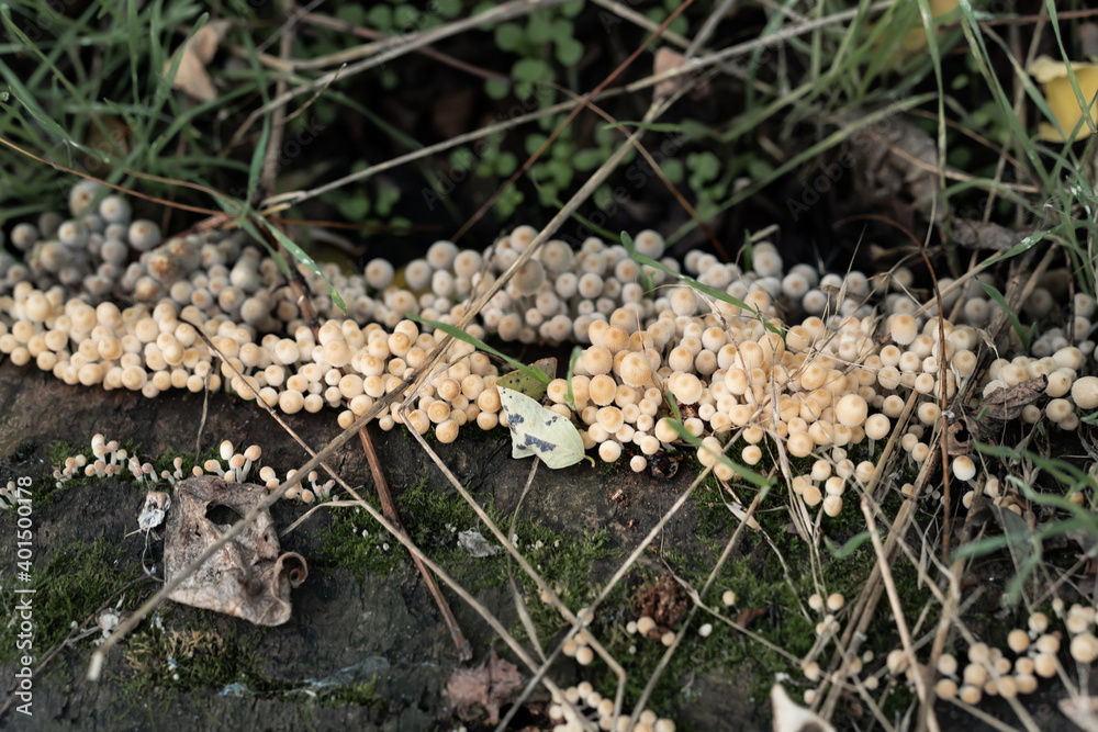 Small forest and poisonous mushrooms growing in a felled tree Small forest and poisonous mushrooms growing in a felled tree