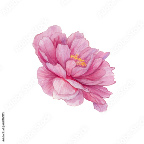 watercolor peony on a white background. Pink peony flower isolated. Flower painted with watercolor, suitable for postcard design