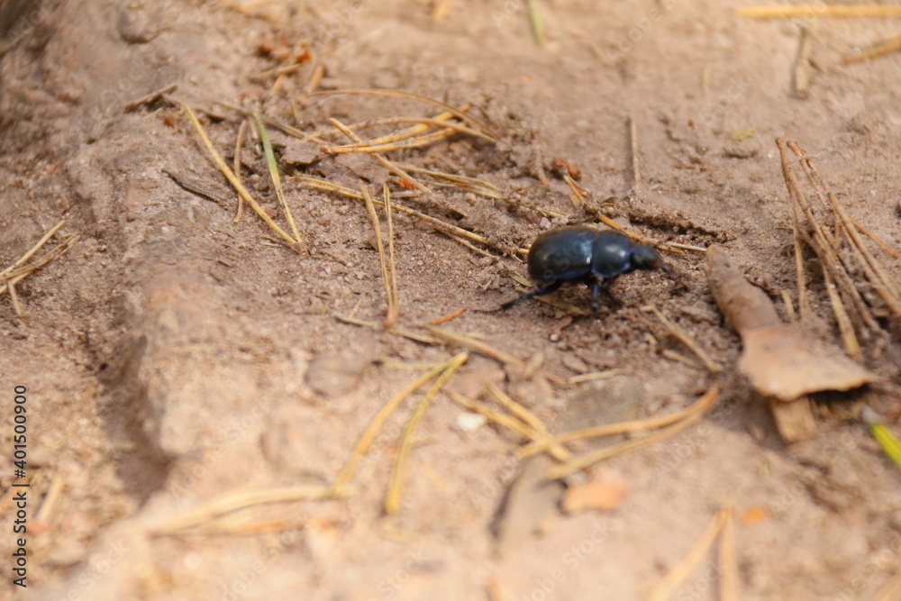 beetle on the ground beetle on the ground
