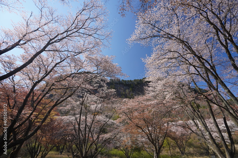 屏風岩公苑(奈良県宇陀郡曽爾村) (桜 sakura ,cherry,japan,flower,travel,spring,tree,blossom,soni,uda,nara,byobuiwa park,blue sky) 屏風岩公苑(奈良県宇陀郡曽爾村) (桜 sakura ,cherry,japan,flower,travel,spring,tree,blossom,soni,uda,nara,byobuiwa park,blue sky)