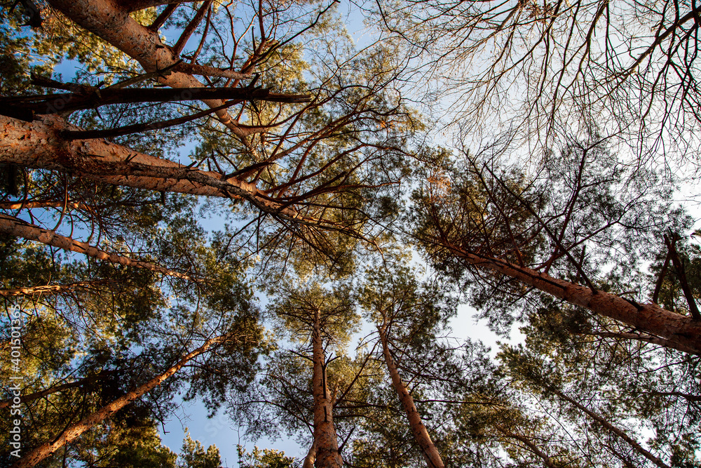 Obraz premium Treetops