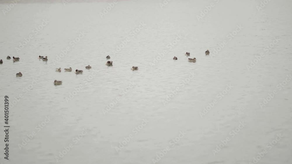 A flock of birds eating, talking, floating on the surface of the river A flock of birds eating, talking, floating on the surface of the river