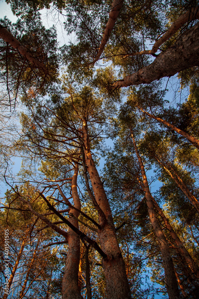 Obraz premium Treetops