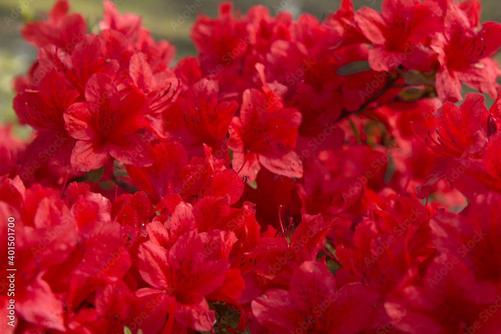 close-up red royal azalea blossoms