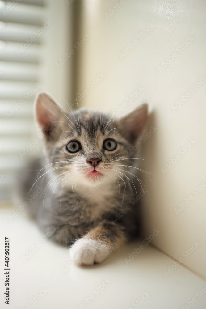cute little gray kitten portrait on the windowsill.