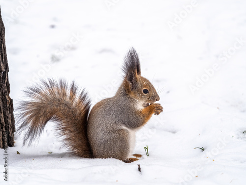 The squirrel with nut funny sits on its hind legs on the pure white snow in winter