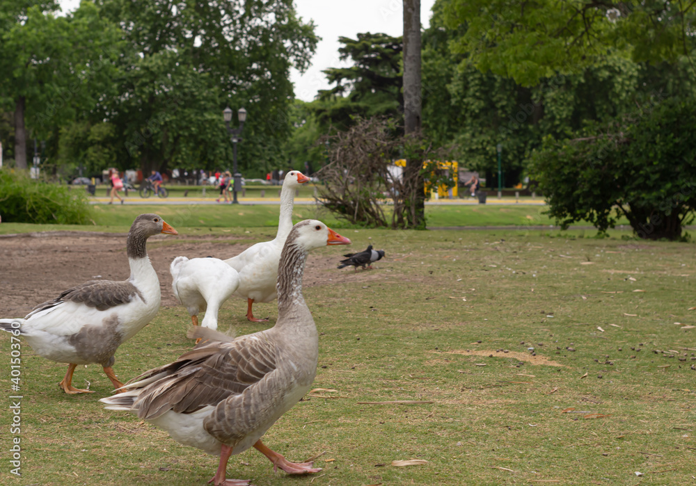 Obraz premium Wild white geese and pigeons in a city park.