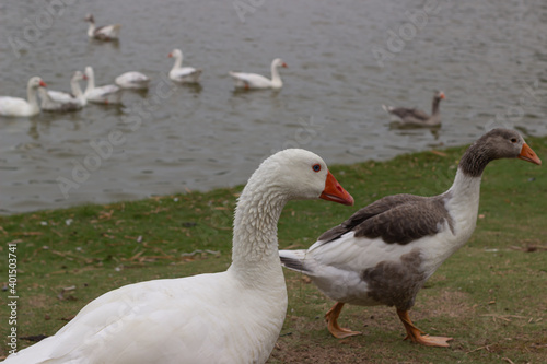 Wild white geese by the lake.