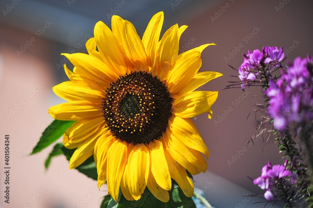Obraz premium sunflower in the garden