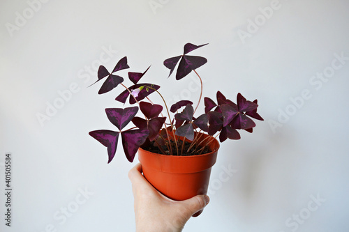 Hand holding violet oxalis triangularis house plant in brown pot over white	 photo