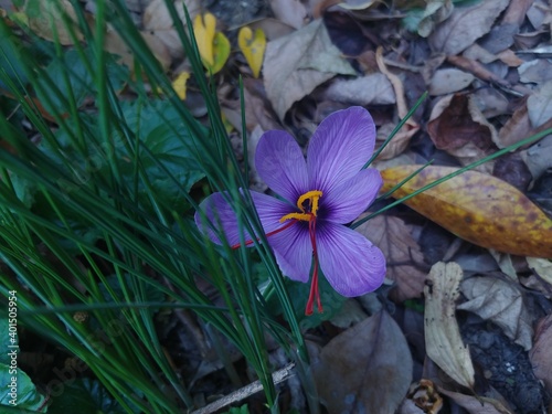 flower in the garden
