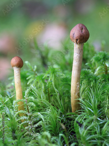 Tolypocladium capitatum, also called Elaphocordyceps capitata, the Drumstick Truffleclub, wild fungus from Finland photo