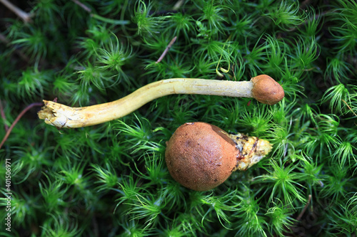 Tolypocladium capitatum, known as the Drumstick Truffleclub parasitic on Elaphomyces muricatus, known as Deer Truffle, wild fungi from Finland photo