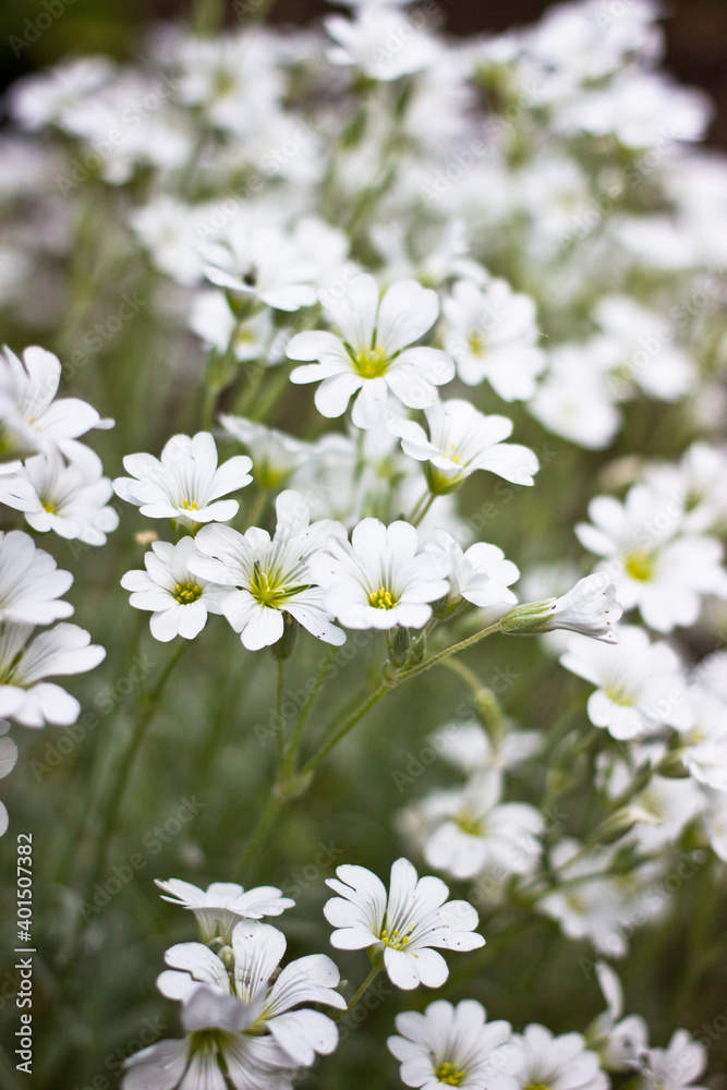 white flowers in the garden white flowers in the garden