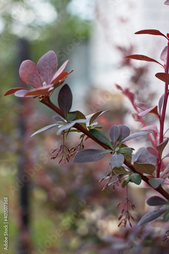 cherry blossom in spring